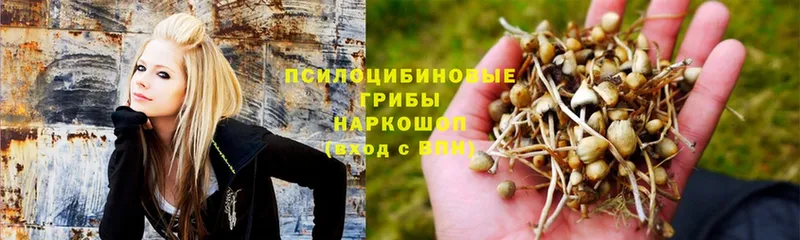 Галлюциногенные грибы Psilocybe  наркошоп  Алексин 